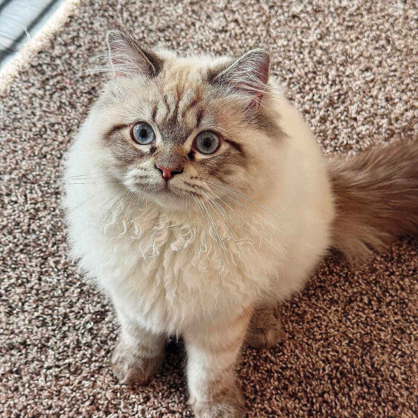 Leo is registered to the contest to win money with this photo: animal, blue_eyes, carpet, cat, close_up, curious, cute, domestic_animal, feline, fluffy, indoor, mammal, pet, portrait, sitting, soft_fur, tabby, whisker_curls, whiskers, young_cat