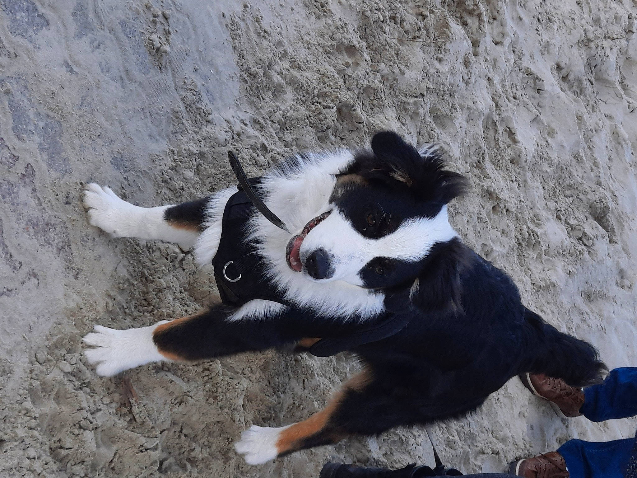 Rango a rejoint le concours — aidez-le/la à gagner de superbes lots ! canidae, carnivore, claw, companion_dog, dog, dog_breed, felidae, fur, herding_dog, human_leg, paw, sand, shadow, small_to_medium_sized_cats, snout, soil, sporting_group, street_dog, tail, tree