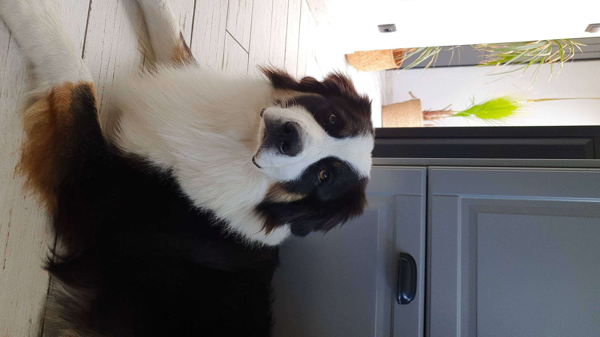 Rango participe au concours pour gagner de l'argent avec cette photo : carnivore, cat, claw, companion_dog, dog_breed, door, door_handle, fang, felidae, fixture, fur, handle, home_door, plant, small_to_medium_sized_cats, snout, tail, terrestrial_animal, whiskers, window