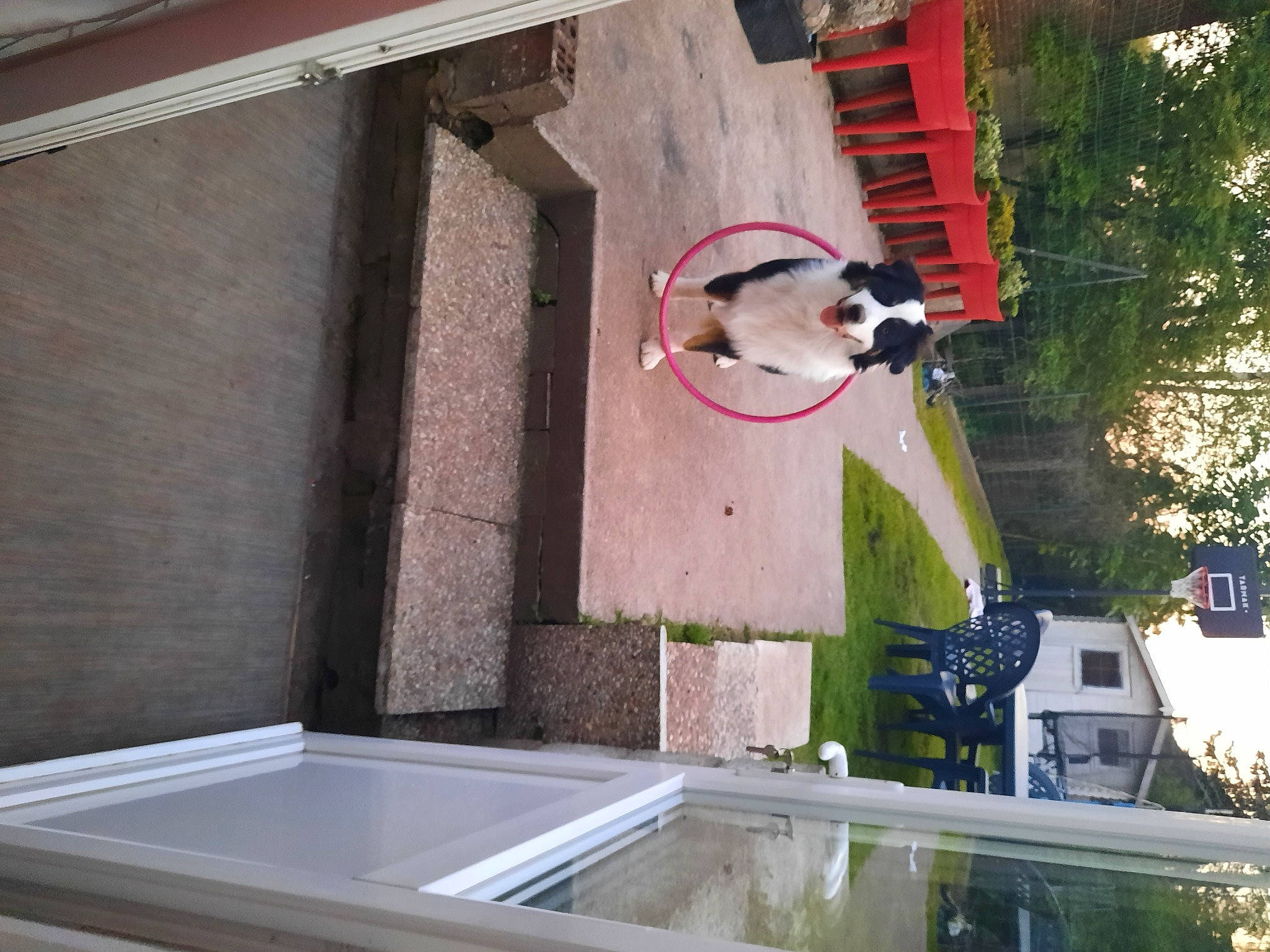 Rango a rejoint le concours — aidez-le/la à gagner de superbes lots ! bathtub, building, carnivore, collar, companion_dog, dog, dog_breed, door, flooring, hardwood, home, house, leisure, light, plant, shade, sporting_group, tree, window, wood