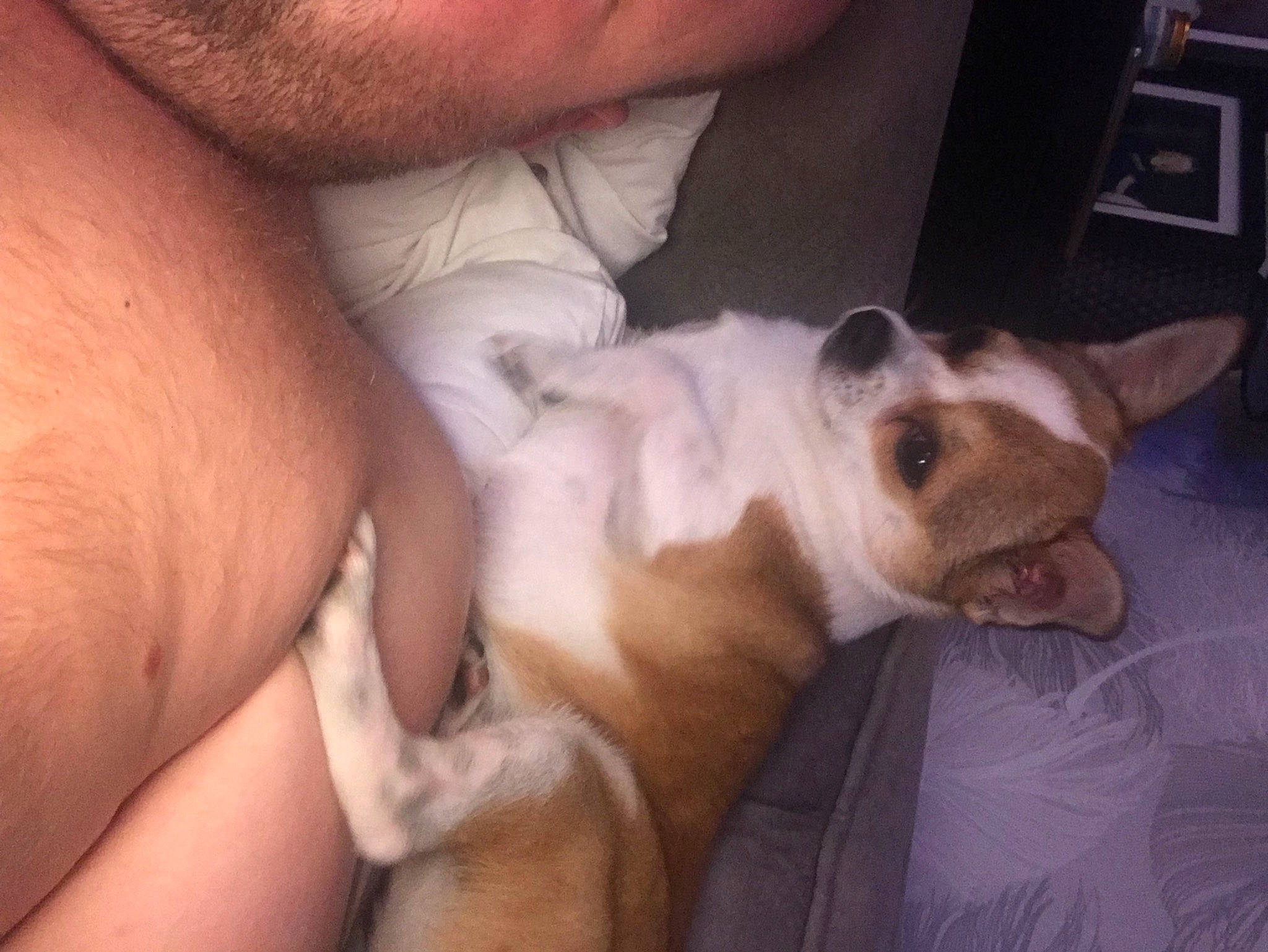 Dotty joined the competition — help win amazing prizes! canidae, carnivore, comfort, companion_dog, computer_keyboard, dog, dog_breed, ear, fawn, felidae, fur, nap, non_sporting_group, paw, puppy_love, small_to_medium_sized_cats, snout, sporting_group, toy_dog, whiskers