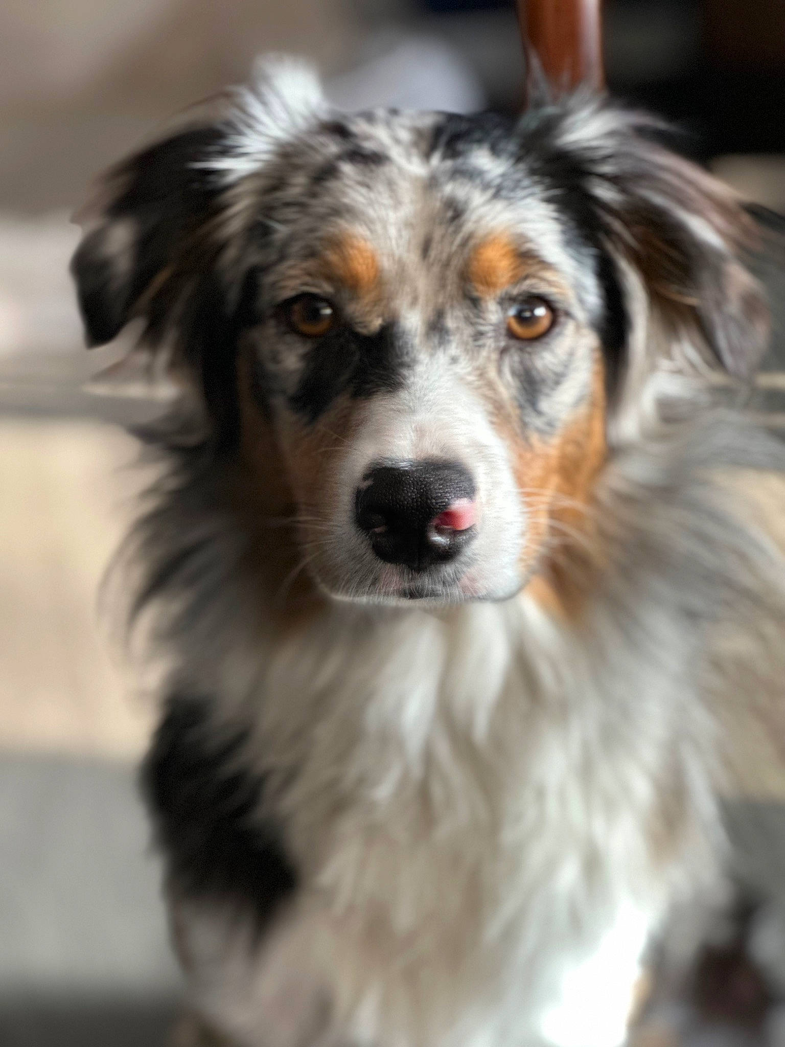 Gambler is registered to the contest to win money with this photo: ancient_dog_breeds, australian_collie, canidae, carnivore, collie, companion_dog, dog, dog_breed, fur, herding_dog, miniature_australian_shepherd, plant, snout, sporting_group, whiskers, working_animal, working_dog