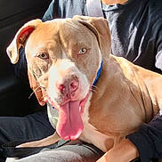 Lumen joined the competition — help win amazing prizes! dog, pitbull_mix, tongue_out, closeup, car_interior, seat, seatbelt, human_arm, collar, leash, brown_coat, white_markings, panting, happy, portrait, sunlight, eyes, pet, companion, road_trip