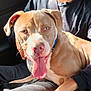 dog, pitbull_mix, tongue_out, closeup, car_interior, seat, seatbelt, human_arm, collar, leash, brown_coat, white_markings, panting, happy, portrait, sunlight, eyes, pet, companion, road_trip