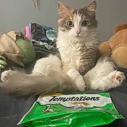 Fluffy joined the competition — help win amazing prizes! cat, feline, pet, indoor, bed, treats, treat_bag, temptations_pack, fluffy_tail, paws, whiskers, stuffed_animal, plush_toy, looking_at_camera, curious, cute, cozy, tabby, long_hair, portrait