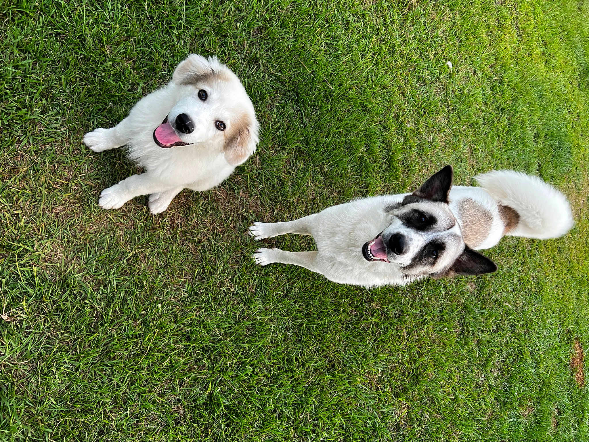 Ozzy And Oni