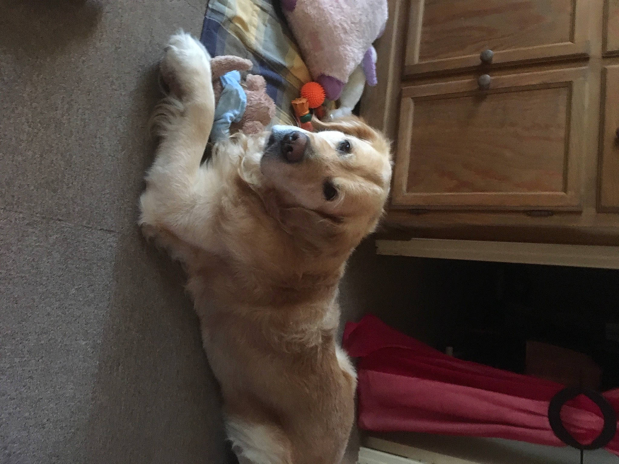 Heaven a rejoint le concours — aidez-le/la à gagner de superbes lots ! cabinetry, carnivore, companion_dog, dog, dog_breed, dog_supply, fawn, felidae, fur, jaw, paw, small_to_medium_sized_cats, snout, spitz, sporting_group, stuffed_toy, tail, toy, whiskers, working_animal