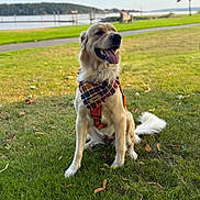Luna joined the competition — help win amazing prizes! dog, golden_retriever, bandana, harness, tongue_out, sitting, grass, park, waterfront, dock, bench, tree, happy, outdoors, pet, fur, portrait, shallow_depth_of_field, green_lawn, playful