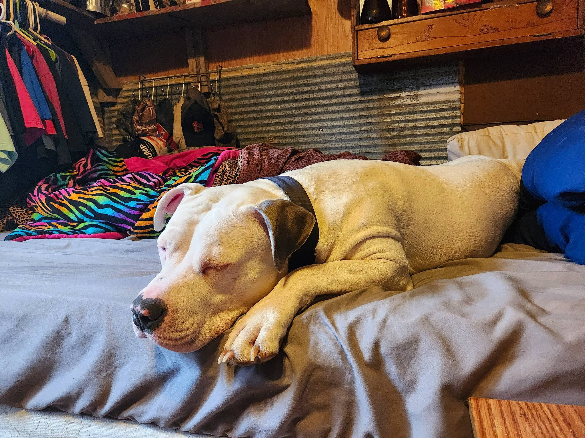 Duke joined the competition — help win amazing prizes! bedding, canidae, carnivore, comfort, companion_dog, dog, dog_breed, dog_supply, fawn, flooring, fur, guard_dog, linens, nap, pet_supply, room, snout, sporting_group, working_animal