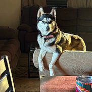 Hailey joined the competition — help win amazing prizes! animal, chair, collar, couch, curtain, dog, floor, furniture, house, husky, indoor, living_room, pattern, pet, relaxing, sunlight, table, tumbler, window, wood