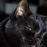 Maxie joined the competition — help win amazing prizes! animal, black_cat, cat_face, close_up, closeup, cute, domestic_animal, ear, eye, feline, fur, indoor, mammal, nose, pet, portrait, relaxed, sleepy, whisker, whiskers