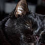 animal, black_cat, cat_face, close_up, closeup, cute, domestic_animal, ear, eye, feline, fur, indoor, mammal, nose, pet, portrait, relaxed, sleepy, whisker, whiskers