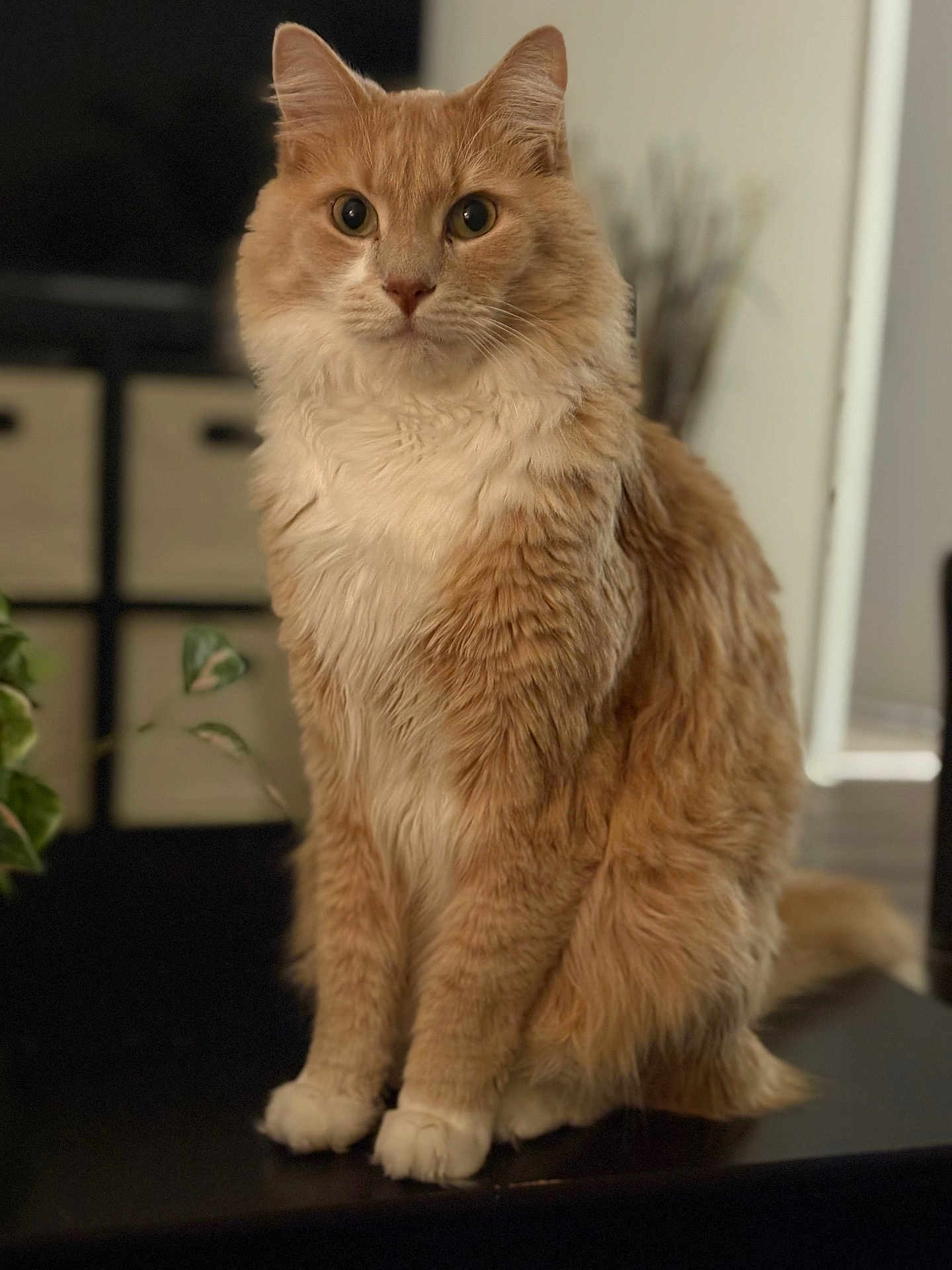 Jupiter joined the competition — help win amazing prizes! cat, orange_cat, fluffy, sitting, indoor, pet, feline, animal, whiskers, curious, portrait, fur, domestic_cat, mammal, cute, alert, closeup, table, houseplant, background_blur