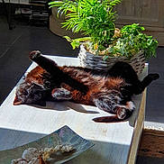 Reglisse participe au concours pour gagner de l'argent avec cette photo : cat, black_cat, sunbathing, potted_plant, wicker_basket, coffee_table, wooden_table, sunlight, shadow, indoor, decorative_bowl, seashells, figurine, relaxed, stretching, leafy, tile_floor, cabinet, cozy, stack_of_cds