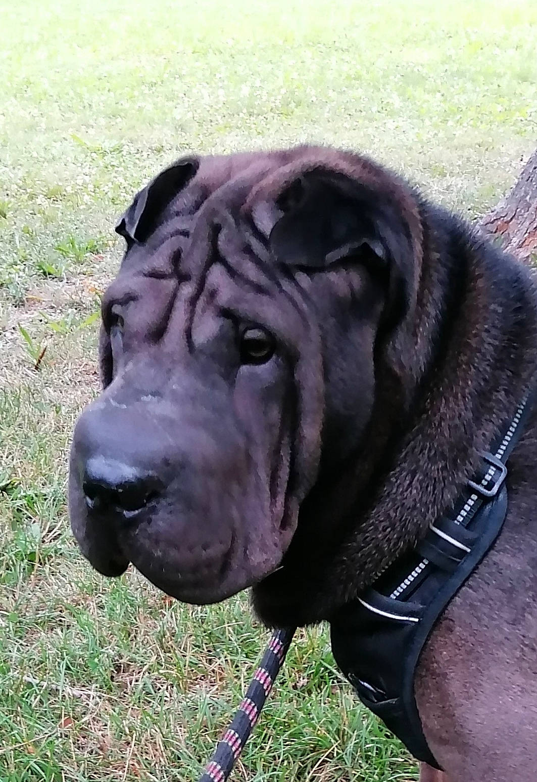 Phalco a rejoint le concours — aidez-le/la à gagner de superbes lots ! art, canidae, carnivore, collar, companion_dog, dog, dog_breed, dog_collar, grass, guard_dog, gun_dog, leash, liver, metal, sculpture, snout, sporting_group, terrestrial_animal, working_animal, wrinkle