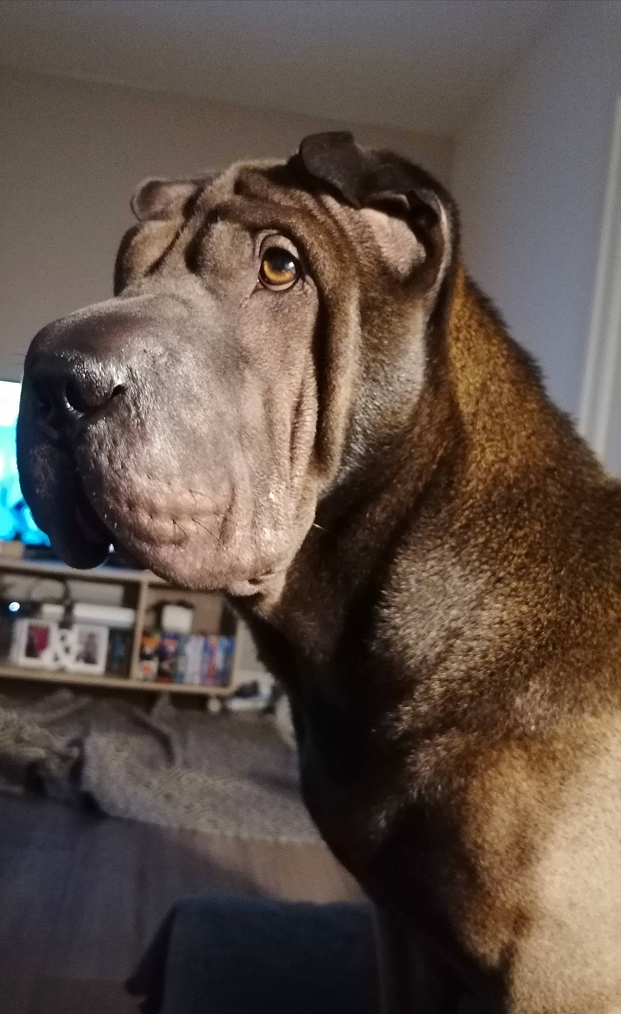 Phalco participe au concours pour gagner de l'argent avec cette photo : canidae, carnivore, collar, companion_dog, dog, dog_breed, dog_collar, fawn, fur, guard_dog, liver, molosser, snout, sporting_group, terrestrial_animal, whiskers, window, working_animal, working_dog, wrinkle