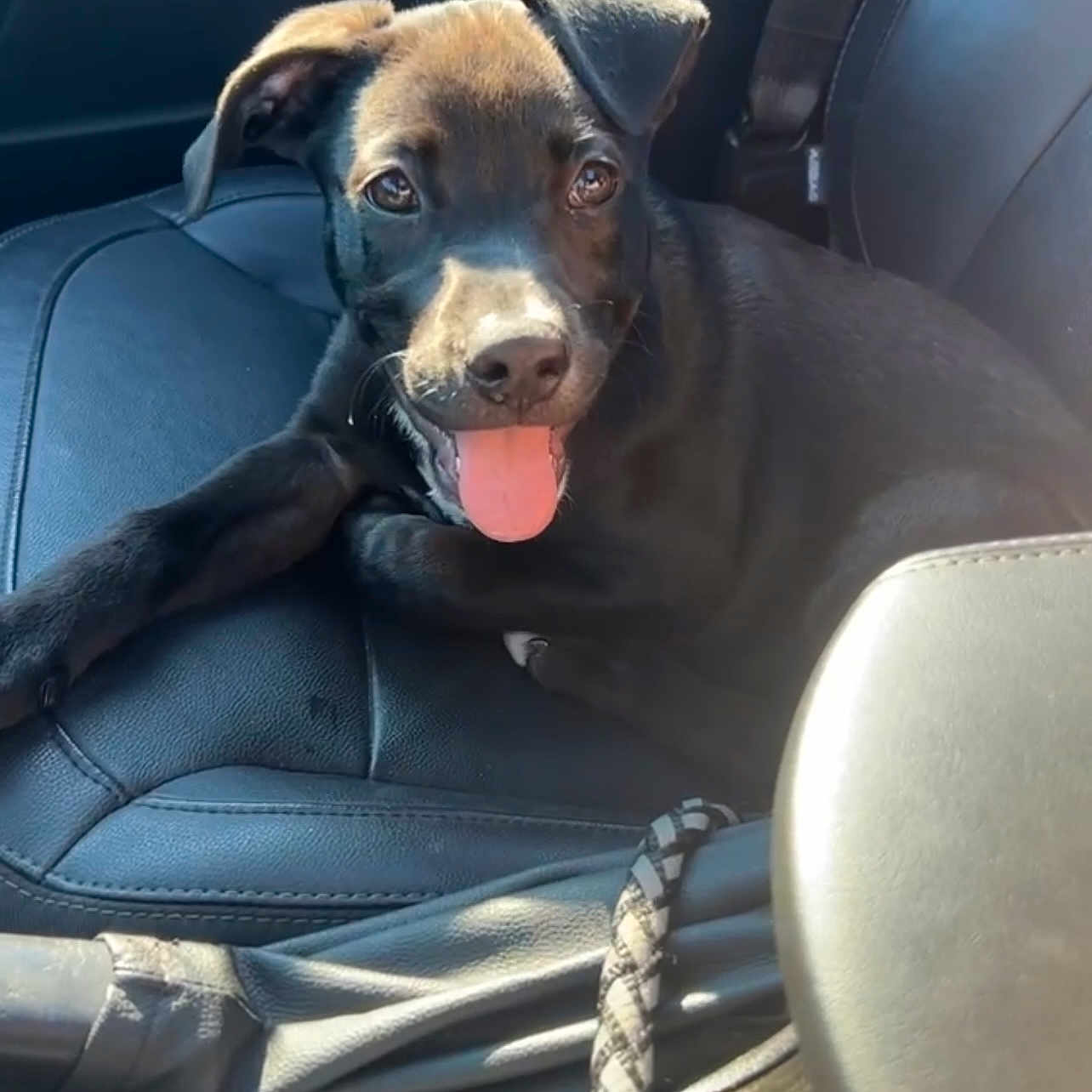 Raven joined the competition — help win amazing prizes! auto_part, automotive_design, automotive_exterior, automotive_mirror, automotive_tire, car, car_seat, car_seat_cover, carnivore, companion_dog, dog, dog_breed, head_restraint, hood, motor_vehicle, snout, steering_part, steering_wheel, vehicle, vehicle_door