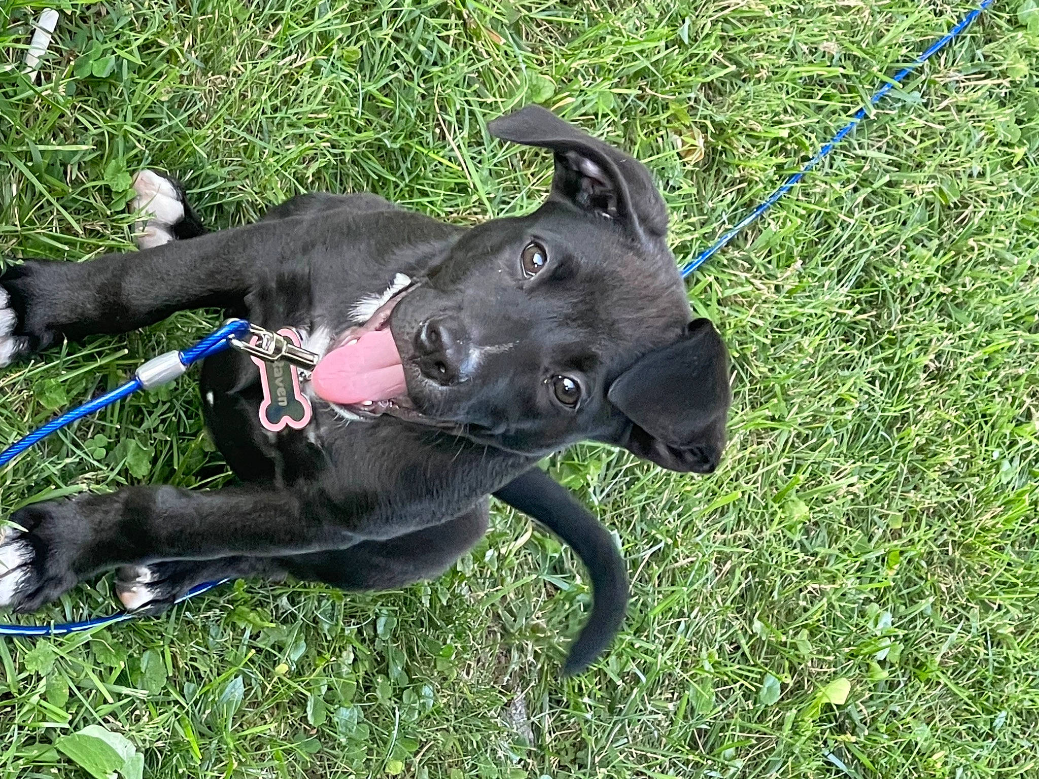 Raven is registered to the contest to win money with this photo: canidae, carnivore, collar, companion_dog, dog, dog_breed, dog_collar, dog_supply, electric_blue, fashion_accessory, fawn, grass, leash, pet_supply, plant, snout, sporting_group, tail, terrestrial_animal, working_animal