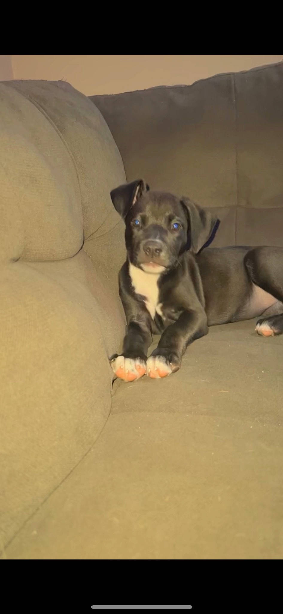 Raven joined the competition — help win amazing prizes! canidae, carnivore, comfort, companion_dog, couch, dog, dog_breed, fawn, guard_dog, liver, non_sporting_group, paw, puggle, sporting_group, tail, terrestrial_animal, toy_dog, whiskers, working_animal, working_dog