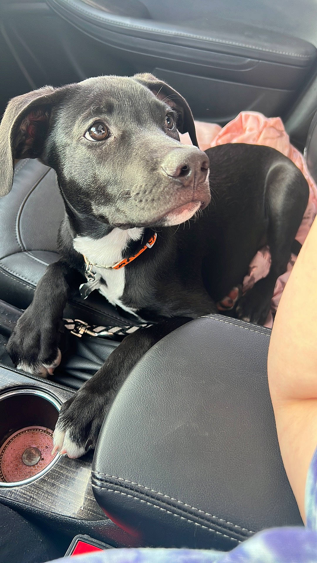 Raven is registered to the contest to win money with this photo: auto_part, blue, canidae, car, car_seat, car_seat_cover, carnivore, collar, comfort, companion_dog, dog, dog_breed, dog_collar, fawn, snout, sporting_group, water_bottle, whiskers, windshield, working_animal