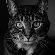 Ragnar is registered to the contest to win money with this photo: animal, black_and_white, cat, close_up, cute, detailed, domestic_cat, eyes, face, feline, focus, fur, indoor, looking, macro, pet, portrait, sharp, tabby, whiskers