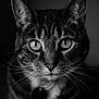 animal, black_and_white, cat, close_up, cute, detailed, domestic_cat, eyes, face, feline, focus, fur, indoor, looking, macro, pet, portrait, sharp, tabby, whiskers
