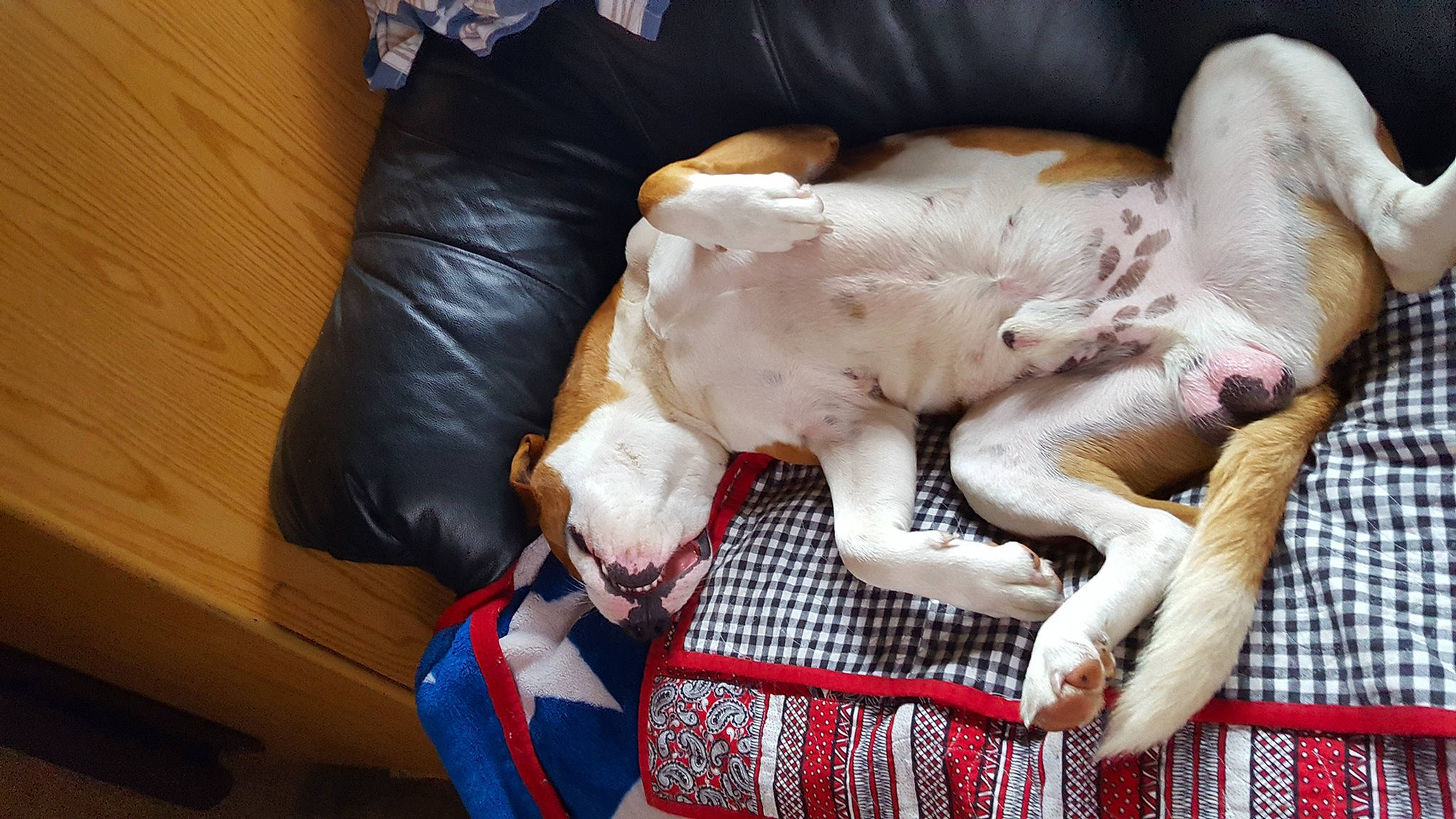 Goliath is registered to the contest to win money with this photo: canidae, carnivore, comfort, companion_dog, couch, dog, dog_breed, dog_supply, fawn, fur, guard_dog, linens, nap, pet_supply, sporting_group, tail, tartan, textile, toy_dog, working_animal