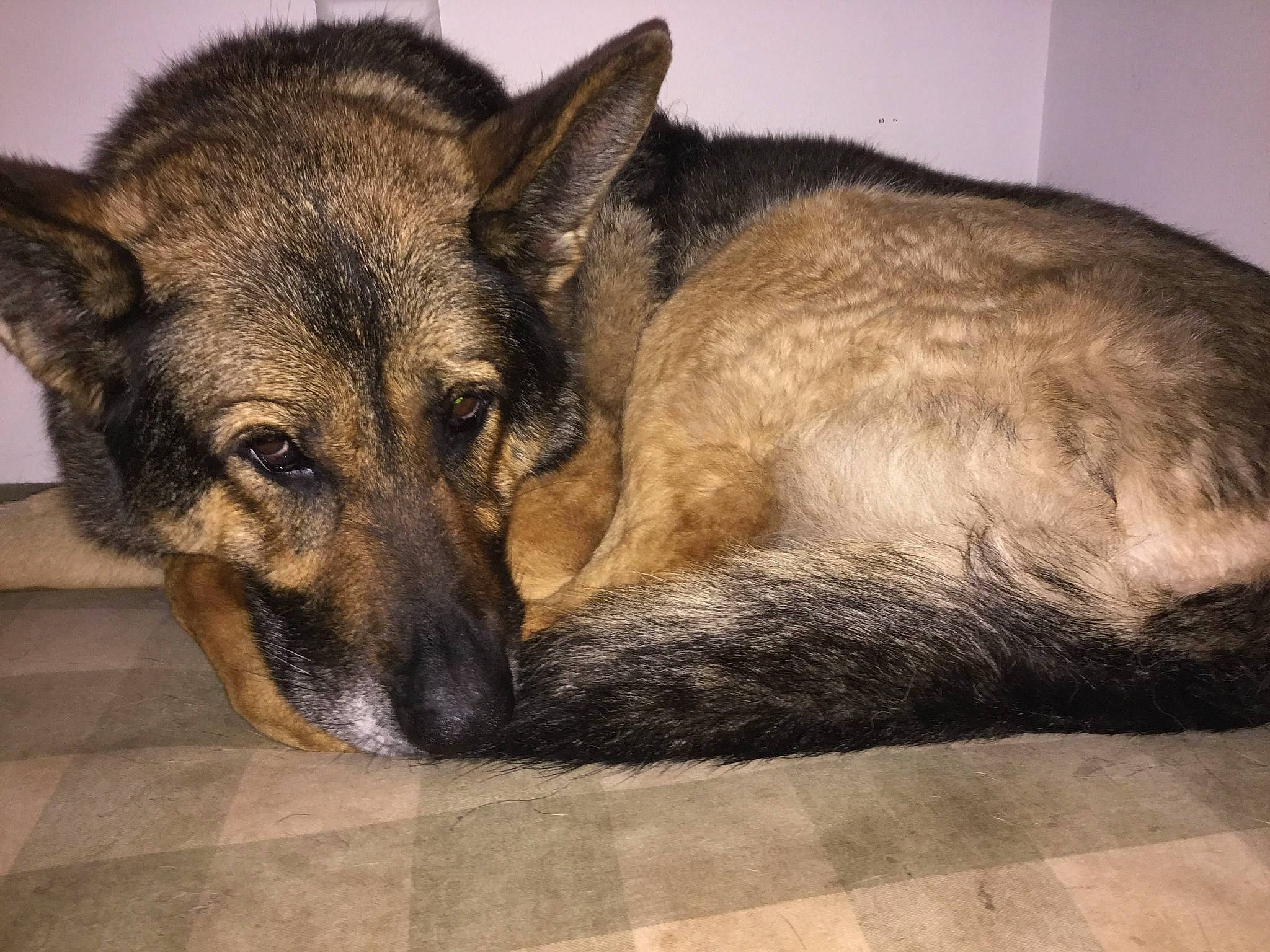 Star is registered to the contest to win money with this photo: canidae, carnivore, companion_dog, czechoslovakian_wolfdog, dog, dog_breed, ear, eye, fur, german_shepherd_dog, kunming_wolfdog, mammal, norwegian_elkhound, snout, vertebrate, wolfdog, working_dog