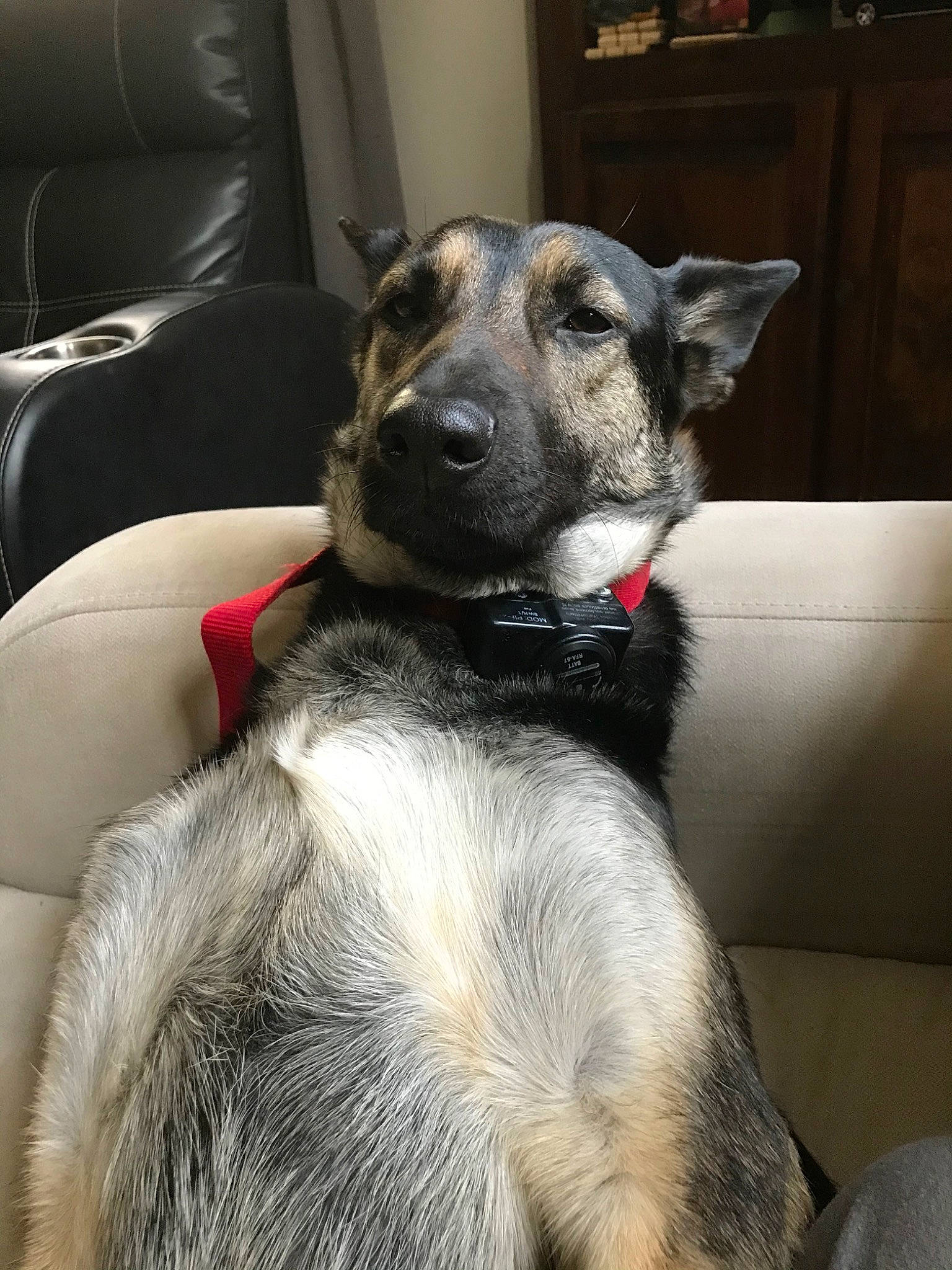 Mina joined the competition — help win amazing prizes! canidae, carnivore, dog, dog_breed, ear, fur, mammal, norwegian_elkhound, paw, snout, sporting_group, vertebrate, whiskers