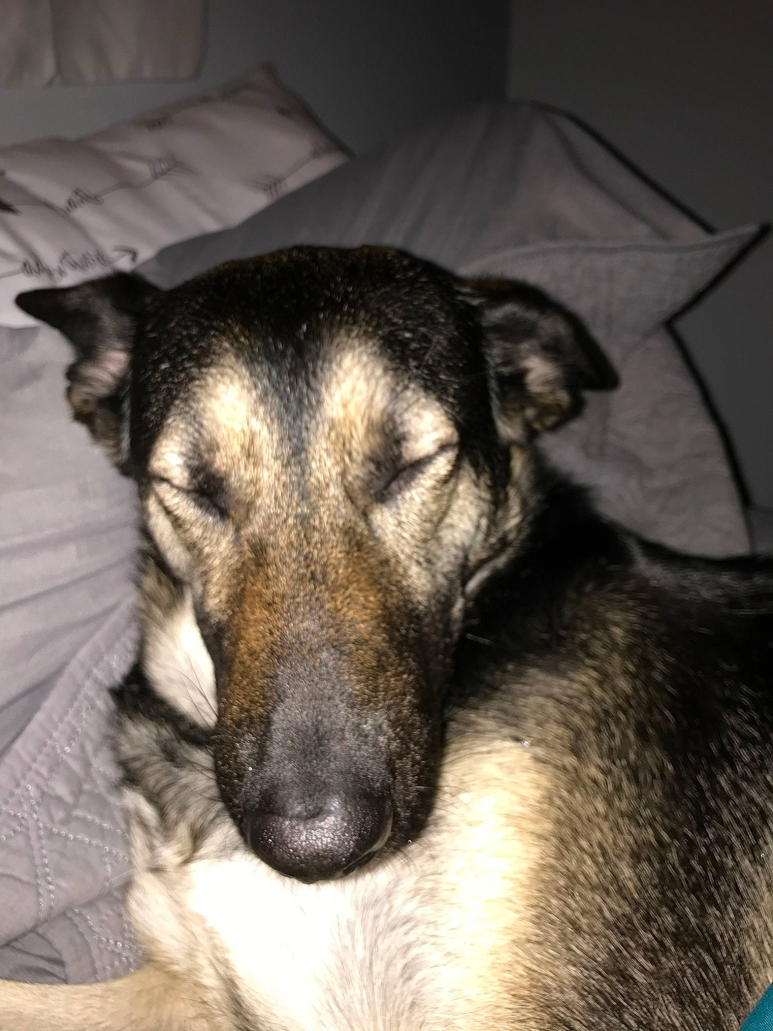 Mina joined the competition — help win amazing prizes! canidae, carnivore, dog, dog_breed, ear, eye, german_shepherd_dog, mammal, norwegian_elkhound, nose, potcake_dog, puppy, rare_breed_dog, snout, vertebrate, whiskers