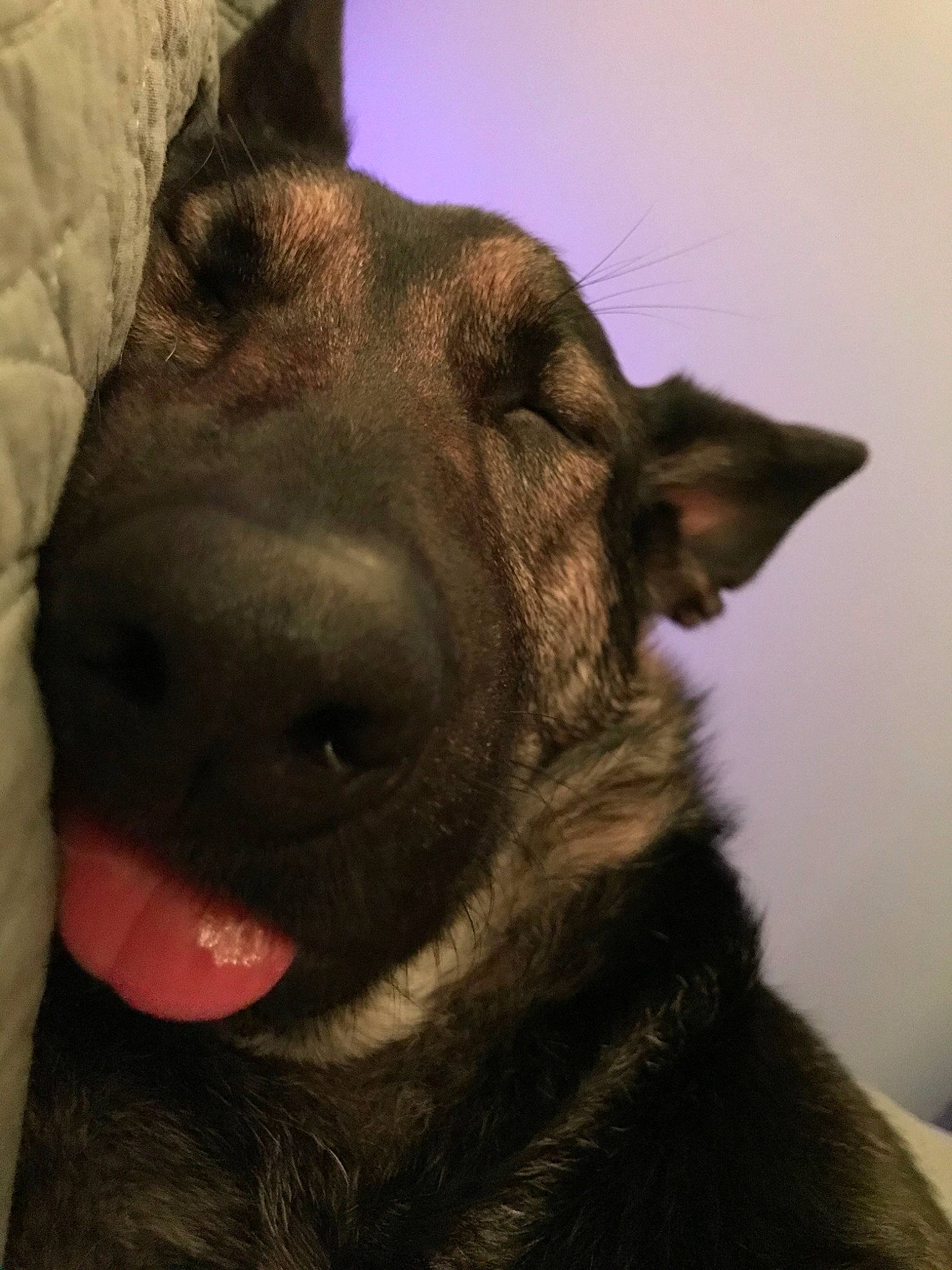 Mina is registered to the contest to win money with this photo: belgian_shepherd, canidae, carnivore, dog, dog_breed, dutch_shepherd_dog, ear, eye, formosan_mountain_dog, fur, german_shepherd_dog, kunming_wolfdog, mammal, norwegian_elkhound, nose, snout, vertebrate, whiskers