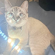 Sophia joined the competition — help win amazing prizes! cat, blue_eyes, pet, feline, whiskers, collar, bed, fur, looking_up, indoor, animal, cute, domestic_animal, soft_light, curious, sitting, mammal, tabby, light_spots, closeup