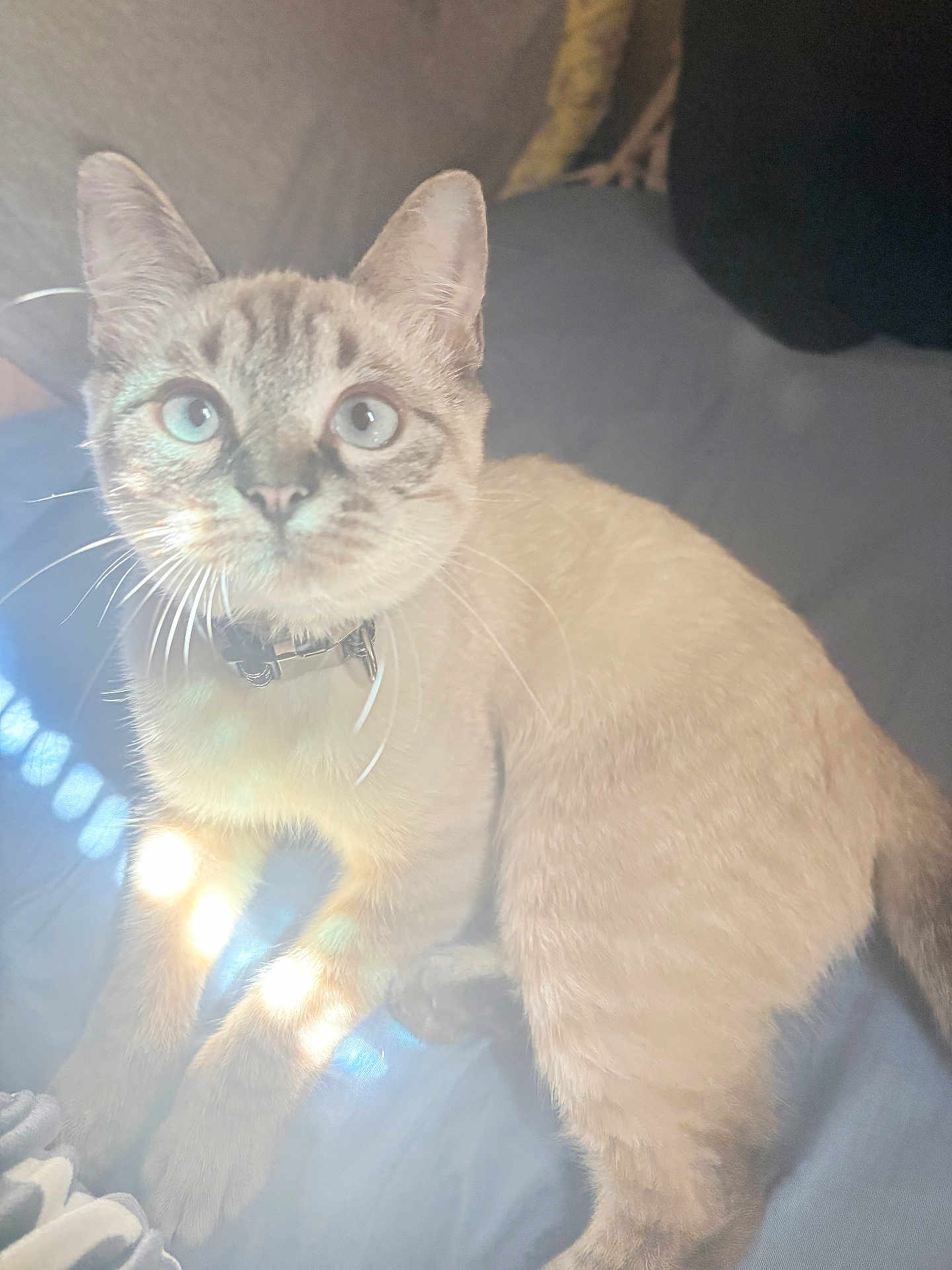 Sophia