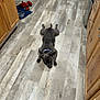 Blu is registered to the contest to win money with this photo: dog, gray_dog, floor, wooden_floor, kitchen, cabinet, appliance, toy, plush_toy, lobster_toy, water_dish, relaxed, lying_down, indoor, pet, collar, animal, flooring, home, domestic