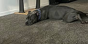 Blu joined the competition — help win amazing prizes! dog, gray_dog, carpet, indoor, collar, furniture, shelf, floor, pet, animal, lying_down, sideways, room, interior, domestic, relaxed, curious, household, resting, canine