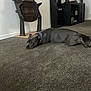 dog, gray_dog, carpet, indoor, collar, furniture, shelf, floor, pet, animal, lying_down, sideways, room, interior, domestic, relaxed, curious, household, resting, canine