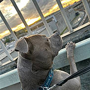 Blu joined the competition — help win amazing prizes! dog, pet, collar, leash, sunset, outdoor, railing, urban, sky, clouds, side_view, curious, animal, fence, street, evening, canine, closeup, looking_away, metal