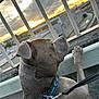 dog, pet, collar, leash, sunset, outdoor, railing, urban, sky, clouds, side_view, curious, animal, fence, street, evening, canine, closeup, looking_away, metal