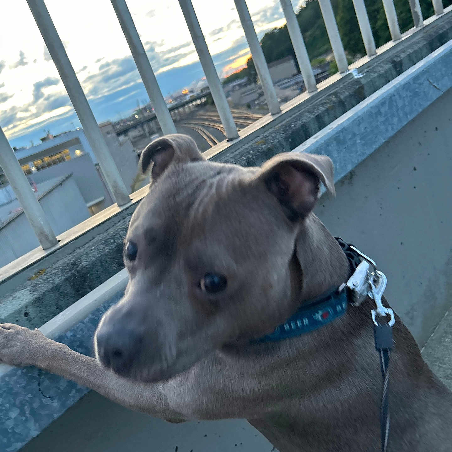 Blu joined the competition — help win amazing prizes! animal, cityscape, close_up, cloudy_sky, collar, concrete, curious, dog, evening, leash, metal, nature, outdoor, pet, railing, side_view, sunset, train_tracks, urban, walking
