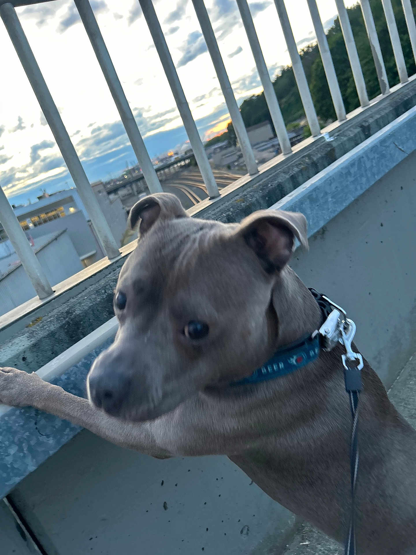 Blu