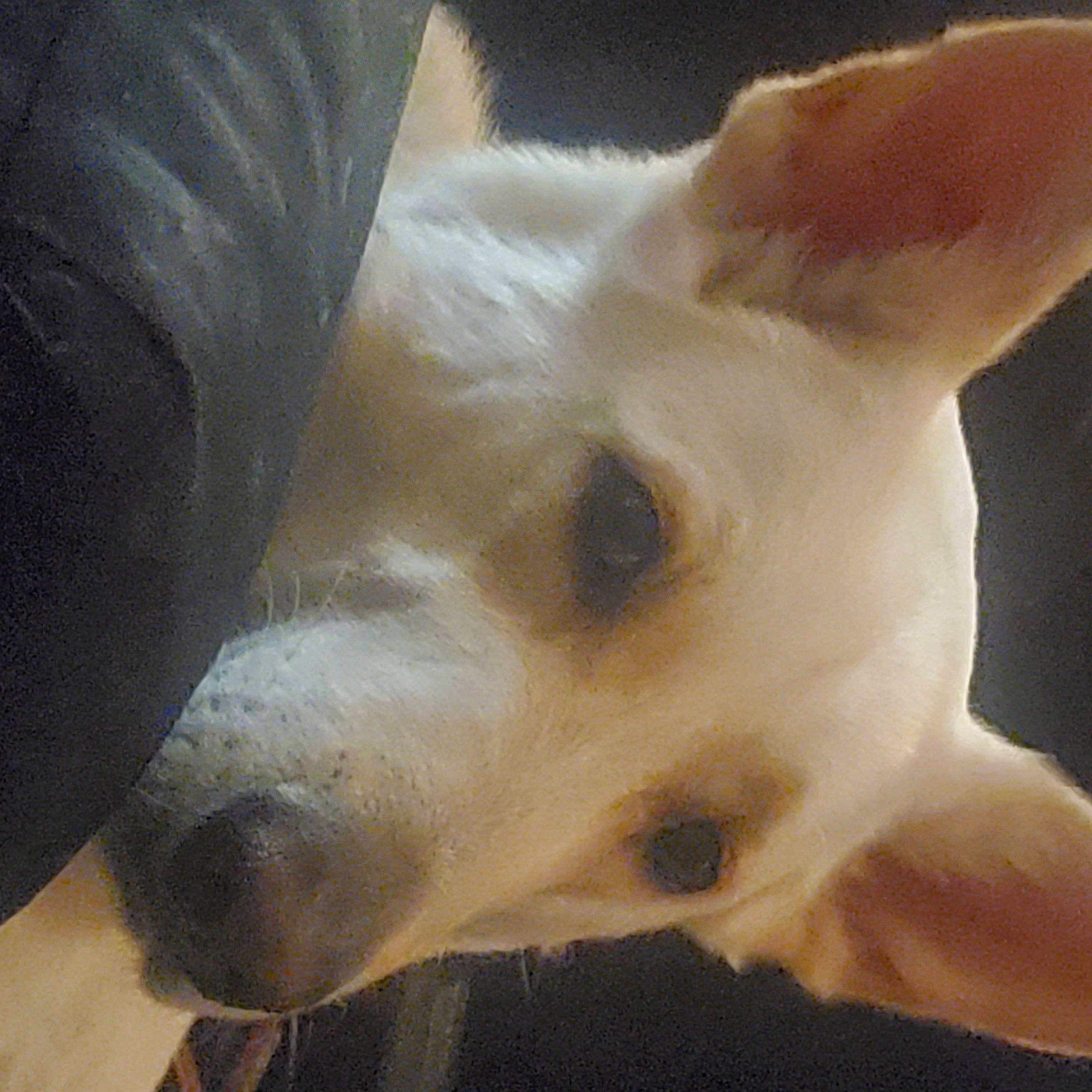 Ghostrider joined the competition — help win amazing prizes! canidae, carnivore, comfort, companion_dog, dog, dog_breed, ear, fawn, fur, jaw, nap, non_sporting_group, paw, snout, sporting_group, tail, terrestrial_animal, toy_dog, whiskers, working_animal