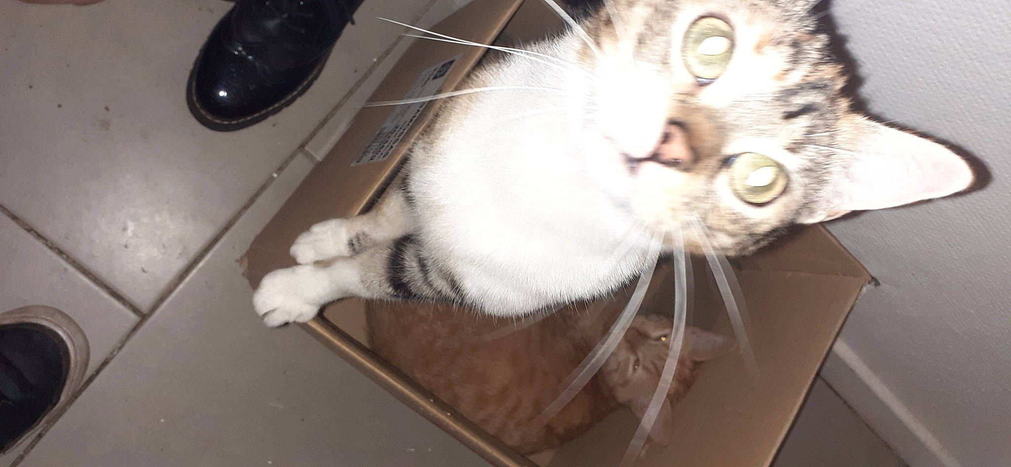 Kitty a rejoint le concours — aidez-le/la à gagner de superbes lots ! cardboard, carnivore, cat, claw, domestic_short_haired_cat, felidae, fur, input_device, mouse, paw, peripheral, small_to_medium_sized_cats, snout, tail, whiskers, wire