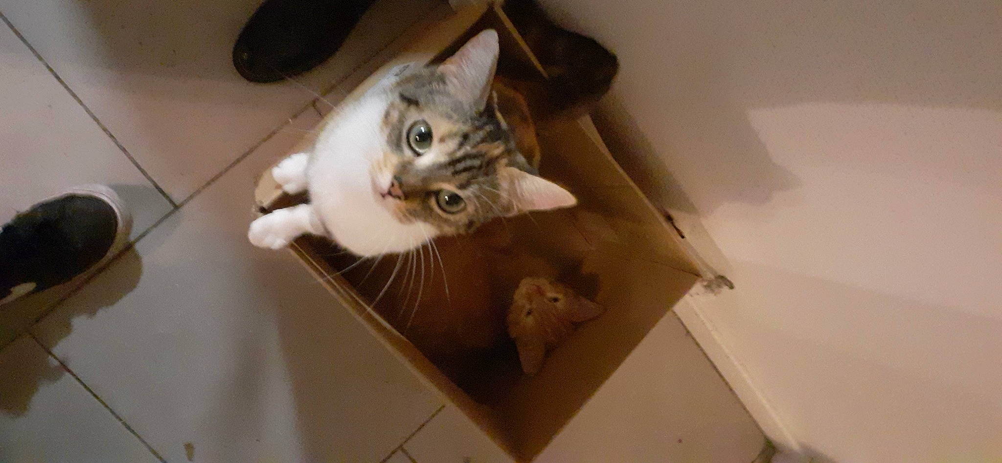 Kitty a rejoint le concours — aidez-le/la à gagner de superbes lots ! carnivore, cat, ceiling, domestic_short_haired_cat, fawn, felidae, flooring, fur, hardwood, paw, room, small_to_medium_sized_cats, snout, tail, vehicle, whiskers, wood