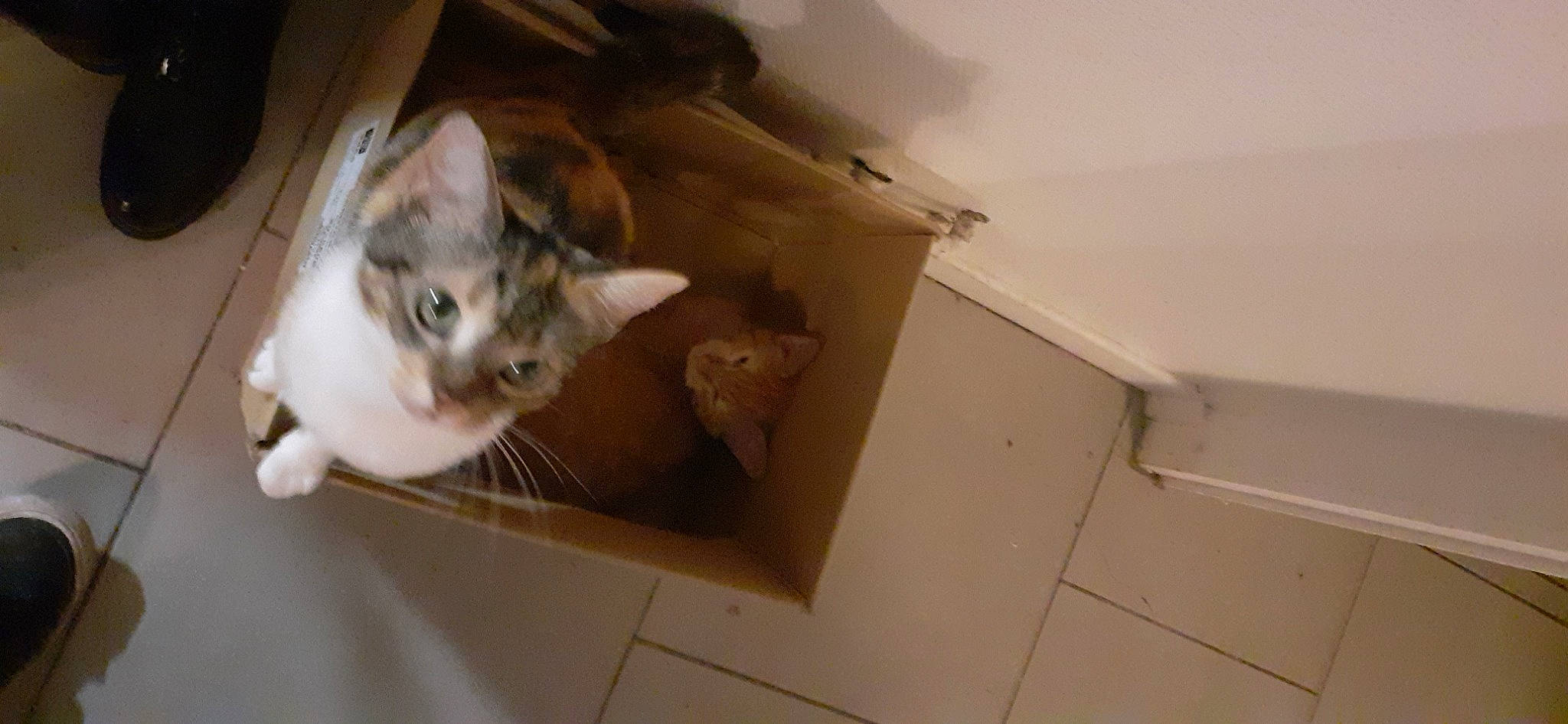 Kitty a rejoint le concours — aidez-le/la à gagner de superbes lots ! box, cardboard, carnivore, carton, cat, ceiling, domestic_short_haired_cat, fawn, felidae, flooring, fur, hardwood, paw, plywood, room, shipping_box, small_to_medium_sized_cats, tail, whiskers, wood