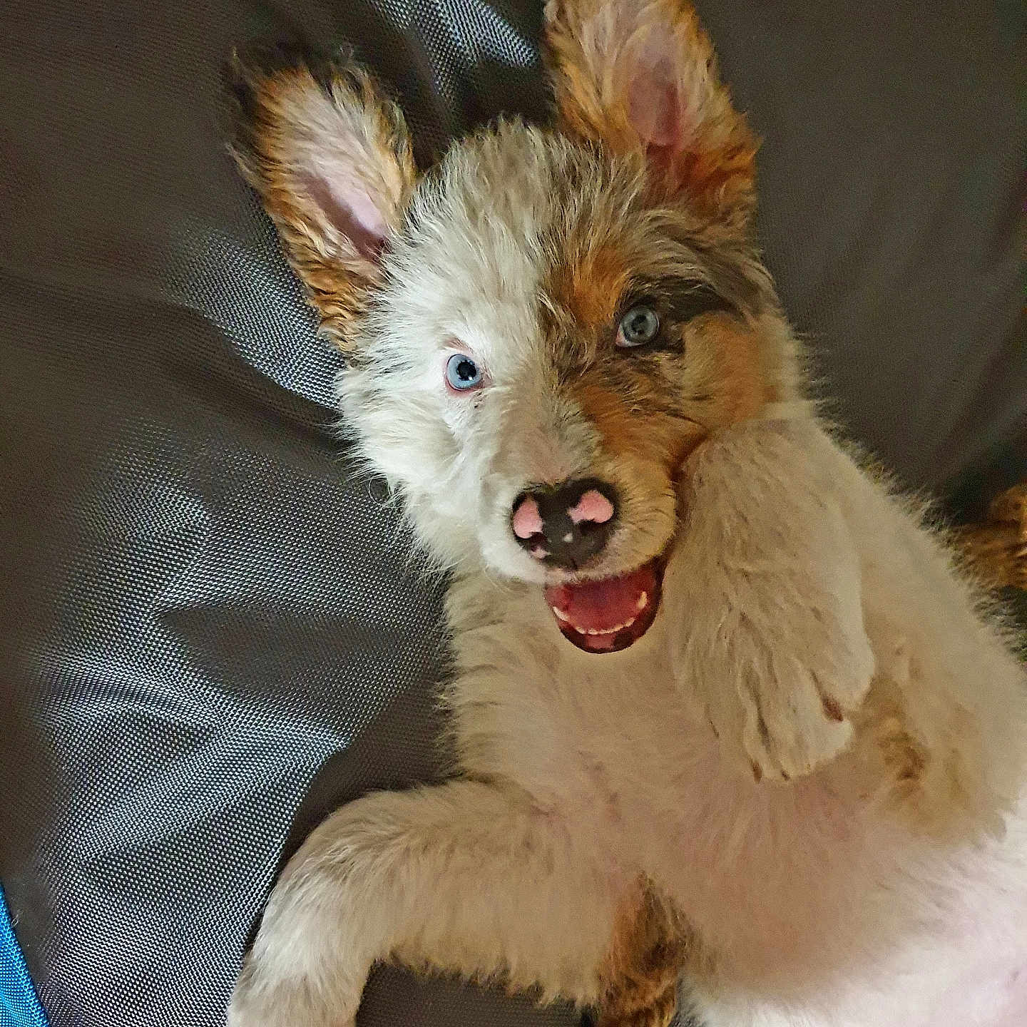 Naïa a rejoint le concours — aidez-le/la à gagner de superbes lots ! accessories, animal, bodypart, canine, collie, couch, dog, face, furniture, head, husky, mouth, person, pet, photography, portrait, puppy, strap, terrier, whitedog