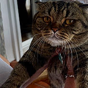 Terra joined the competition — help win amazing prizes! amber_eyes, animal, cat, close_up, collar, cozy, cute, domestic_cat, expression, feline, fur, hand, holding, indoor, person, pet, portrait, tabby, tag, whiskers