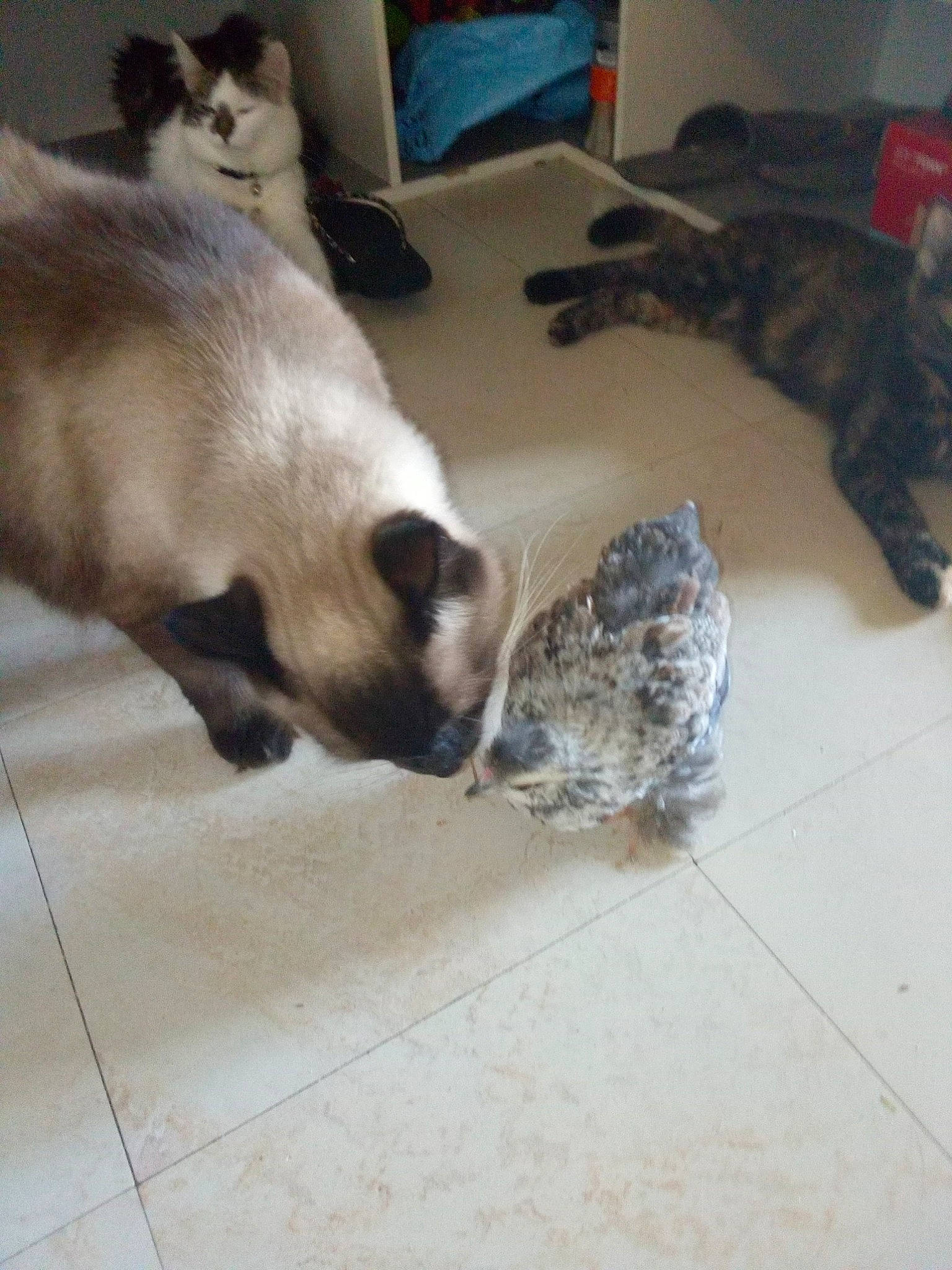 Piou Piou a rejoint le concours — aidez-le/la à gagner de superbes lots ! canidae, carnivore, cat, dog_breed, fawn, felidae, kitten, paw, play, siamese, small_to_medium_sized_cats, snowshoe, tail, thai, whiskers