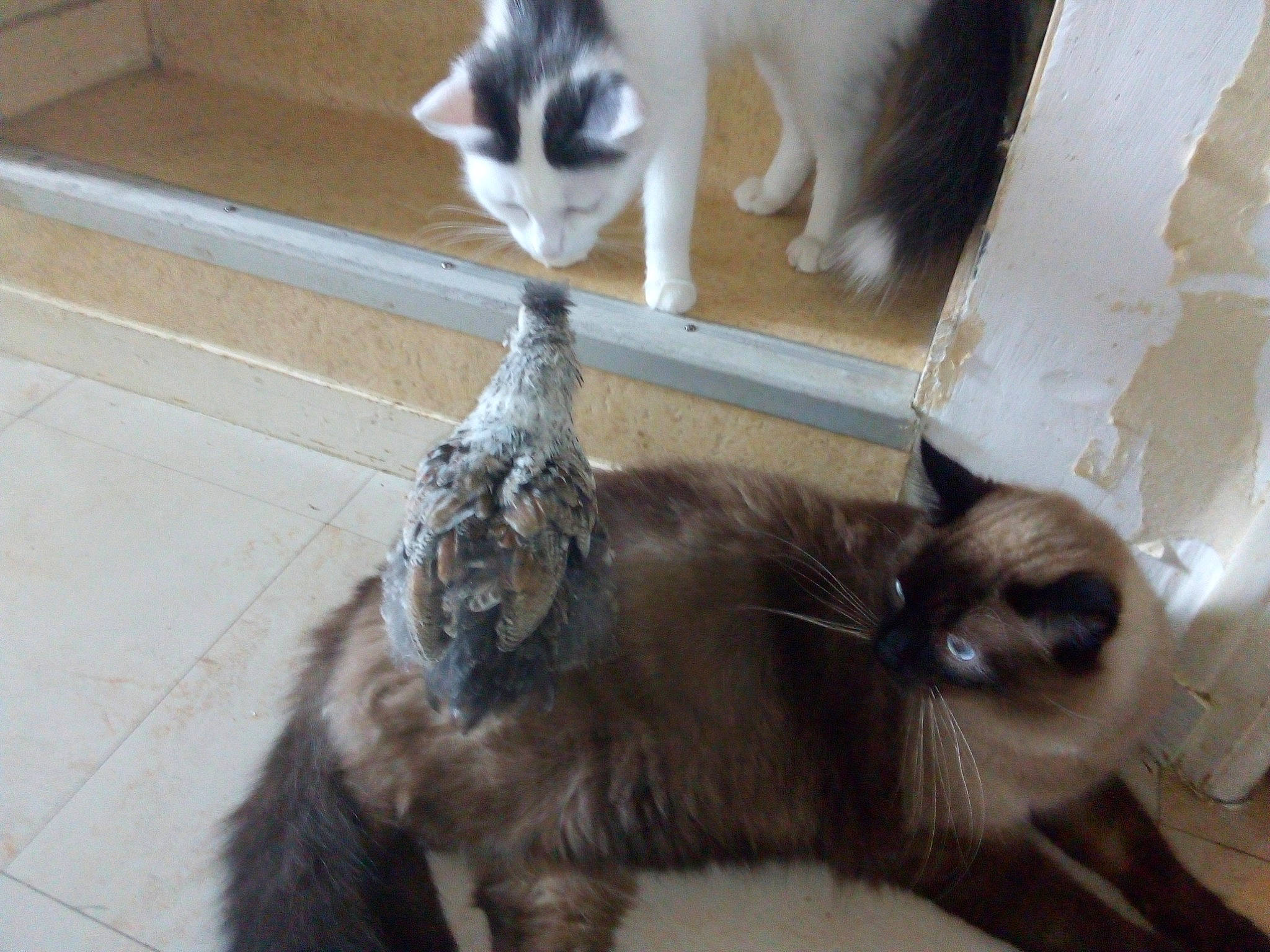 Piou Piou a rejoint le concours — aidez-le/la à gagner de superbes lots ! balinese, birman, carnivore, cat, domestic_short_haired_cat, european_shorthair, felidae, fur, kitten, mammal, ojos_azules, siamese, small_to_medium_sized_cats, snowshoe, tail, thai, whiskers