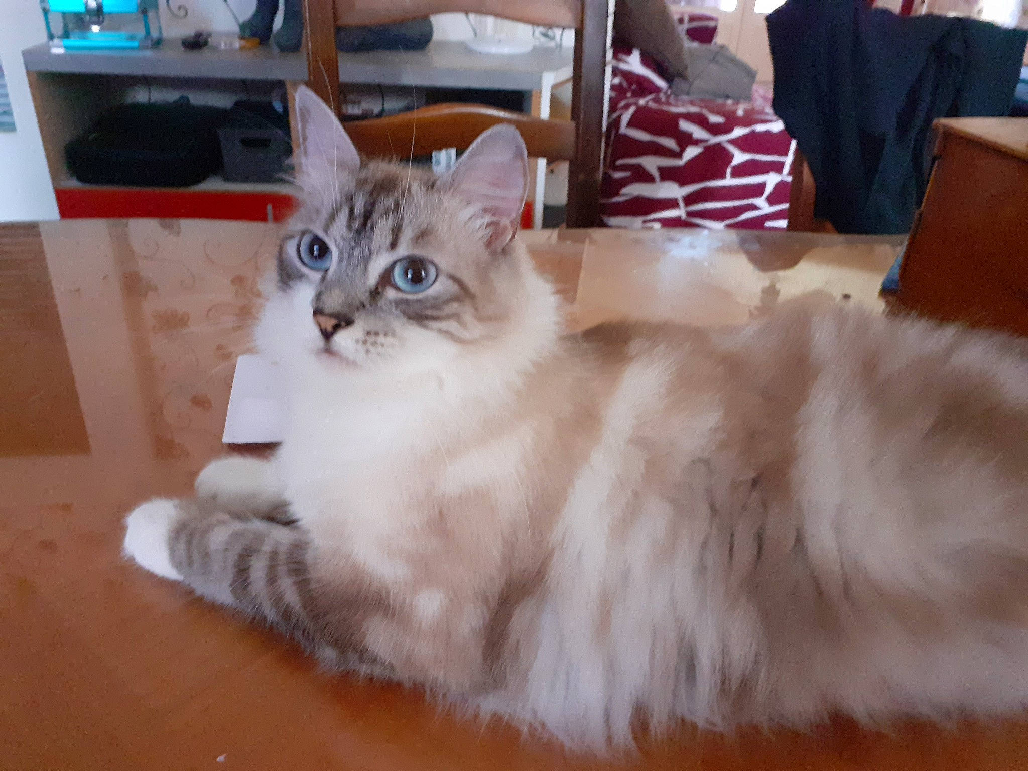 Luky Et Tyco a rejoint le concours — aidez-le/la à gagner de superbes lots ! carnivore, cat, comfort, domestic_short_haired_cat, fawn, felidae, flooring, fur, hardwood, home_appliance, paw, small_to_medium_sized_cats, tail, whiskers, wood