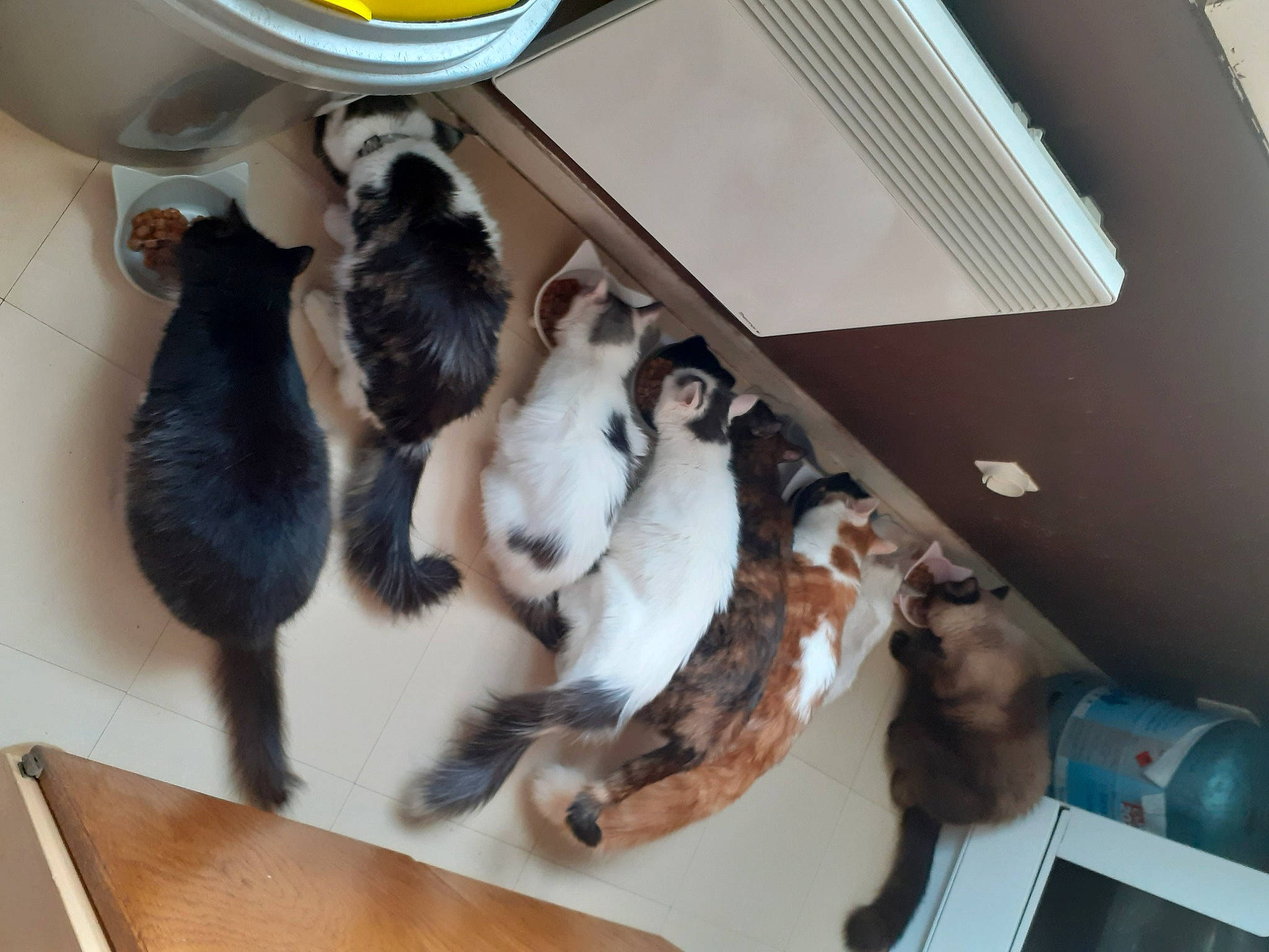 Saïko a rejoint le concours — aidez-le/la à gagner de superbes lots ! canidae, carnivore, cat, felidae, mammal, paw, small_to_medium_sized_cats, sporting_group, tail